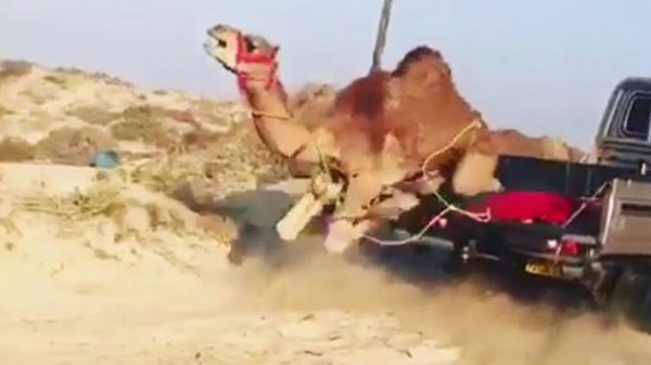 فيديو لجمل يثير الغضب في عمان .. وماحدث له صادم