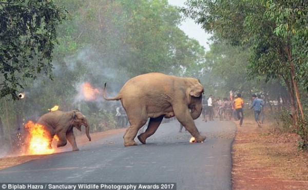 صورة مؤلمة لرجال يشعلون النيران في أنثى فيل وصغيرها