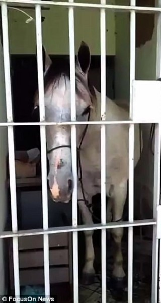 القبض على حصان وسجنه 24 ساعة بتهمة غريبة