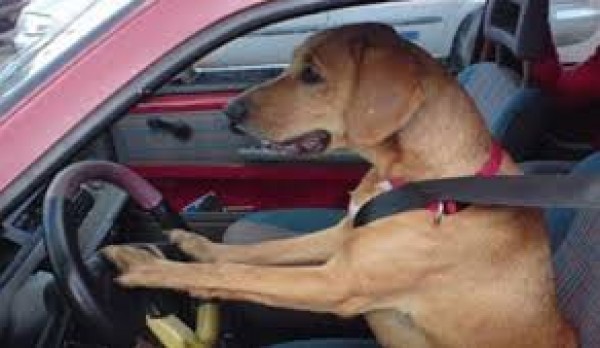 كلب يقود سيارة في شوارع عمان يثير غضب الأردنيين