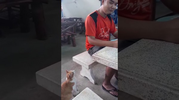فيديو: قطة تُذيب القلوب بطريقة طلبها للطعام