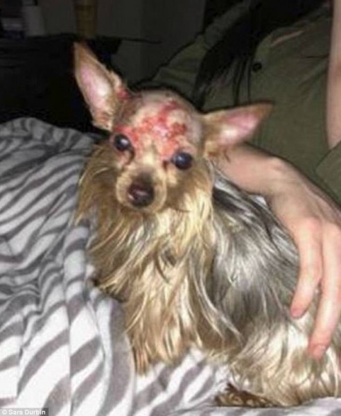 ما حدث لهذا الكلب من حبيب صاحبته مُروع جداً