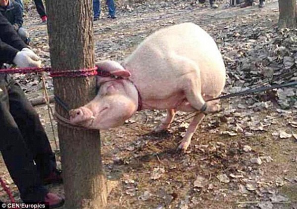 مشهد مؤثر لخنزير يُحاول إنقاذ زميله من الذبح