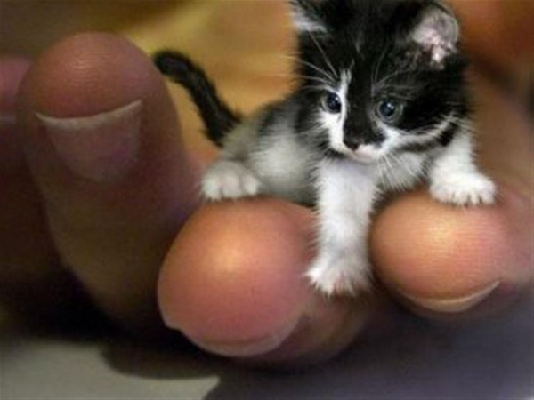 فيديو نادر لأصغر قطة برية في العالم مهددة بالانقراض