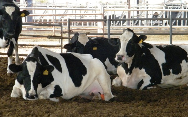 اعتصام لمربي الأبقار للمطالبة بوقف استيراد الحليب المجفف لغزة
