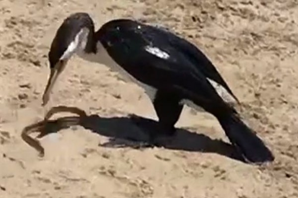 شاهد نهاية معركة قاتلة بين ثعبان وطائر يحاول بلعه