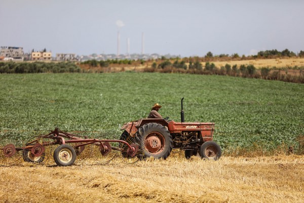غزة تستورد أنواع جديدة ونوعية من تقاوي البطاطس