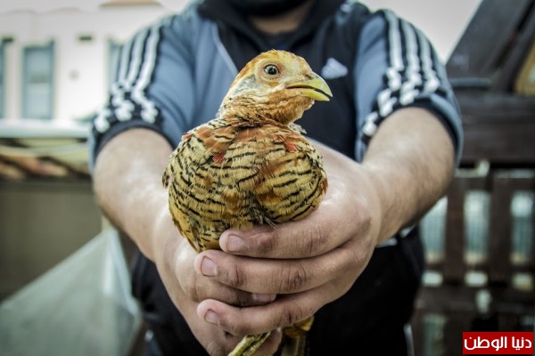 فيديو وصور: تربية الطيور النادرة متعة لهواتها بغزة