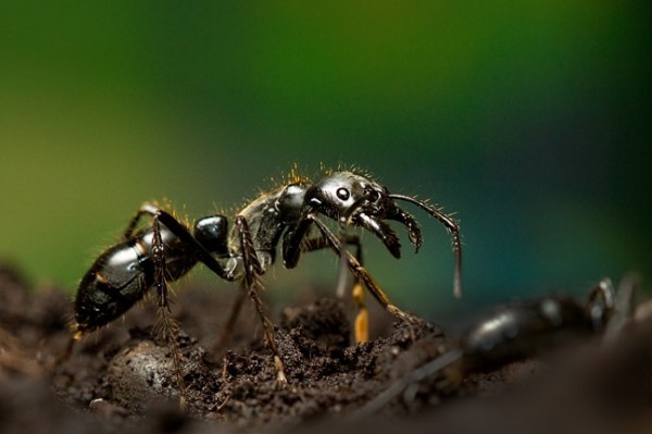 إكتشاف جديد.. النّمل قادر على التصدي لأكثر الالتهابات خطراً
