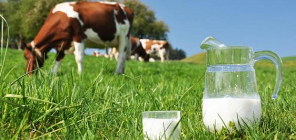 علماء يحذرون من الحليب الطازج.. تعرف على السبب
