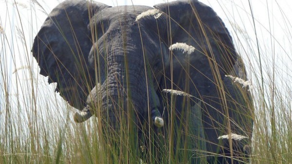 فيديو:فيل عابر للحدود.. يخرج من الصين ويعود لها في ساعتين