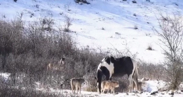 فيديو: حصان يداعب مجموعة من الذئاب