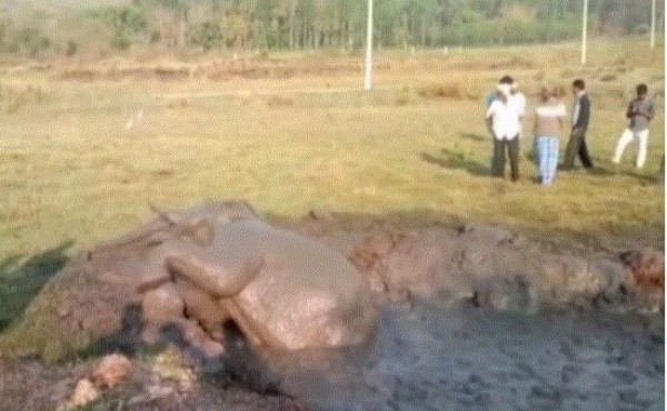 فيديو: إنقاذ فيل صغير من مأزق طيني