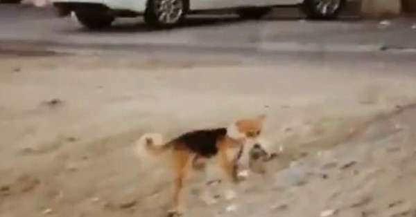 فيديو: كلب يحمل قط ميت ويبحث عن مكان لدفنه