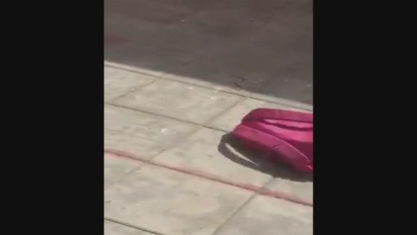 فيديو: ثعبان يثير الرعب داخل حقيبة طالبة سعودية