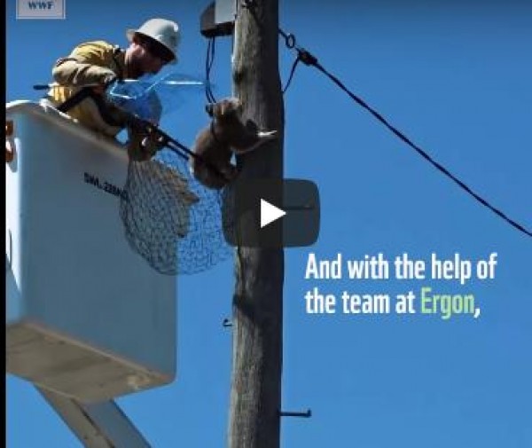 فيديو: عملية إنقاذ حيوان كوالا وقع في ورطة بأستراليا