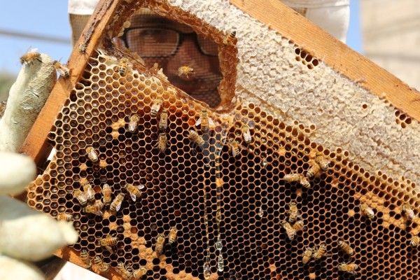 أبو حمد: ارتفاع إنتاج العسل بغزة ليصل لـ 180 طناً هذا العام