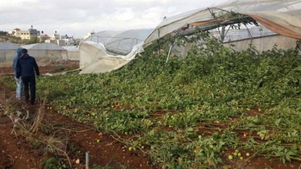 الرياح العاتية تدمر 800 دونم من الحقول الزراعية شرق نابلس
