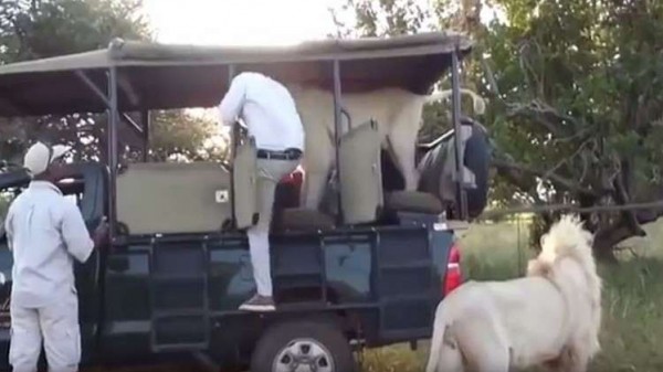 فيديو: أسد "ودود" يقفز إلى سيارة سياح