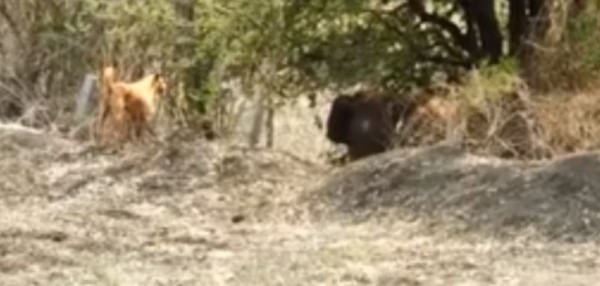 فيديو.. كلب شجاع يطرد فيلًا ضخمًا من أحد الحقول بالهند