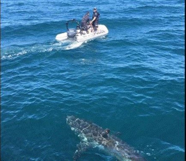 القرش الأبيض وجها لوجه مع خفر السواحل في أستراليا