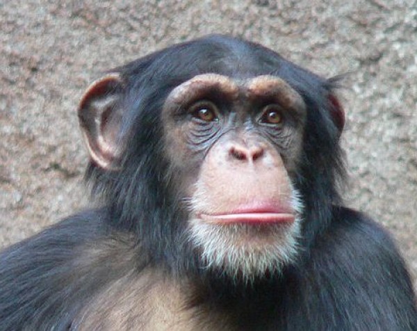 لماذا يأكل الشمبانزي أدمغة صغار فرائسه أولا؟