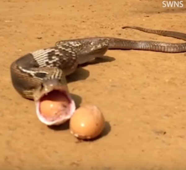 فيديو: هندي يستعيد بيضاً مسروقاً من جوف حية كوبرا