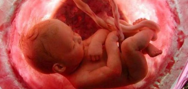 فيديو: الشهر الخامس من الحمل وموت الجنين