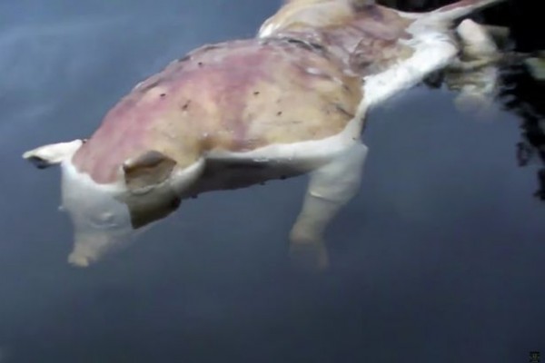 ظهور مخلوق غريب برأس خنزير ويد بشرية في بحيرة