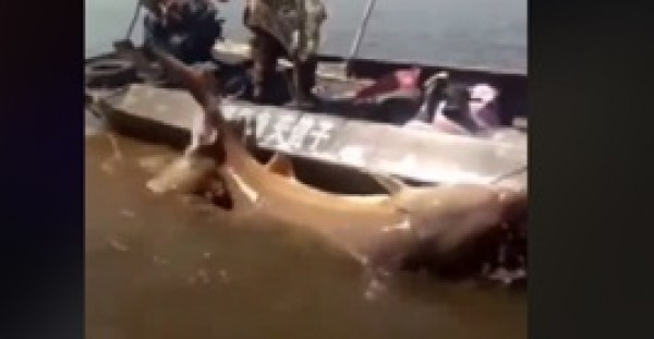 فيديو: صياد يصطاد سمكة أطول من الإنسان