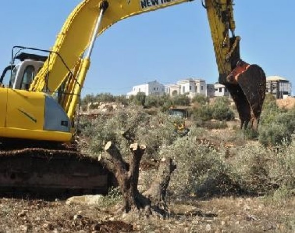 مستوطنون يُعدمون عشرات الأشجار المثمرة جنوب بيت لحم