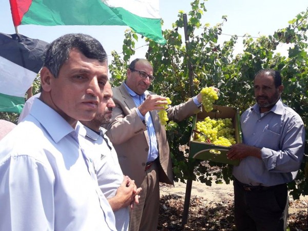 الزراعة تفتتح موسم العنب اللابذري لعام 2018 في جنوب قطاع غزة