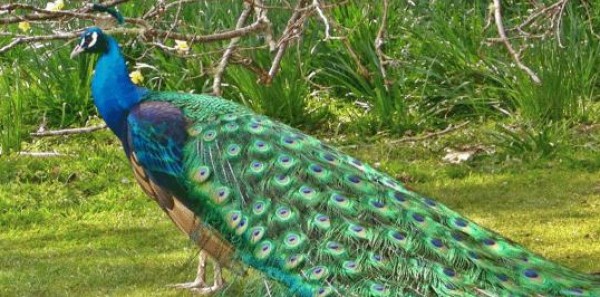 هوس"السيلفي" يقتل طاووسًا في الهند .. مافعلوه به مؤلم