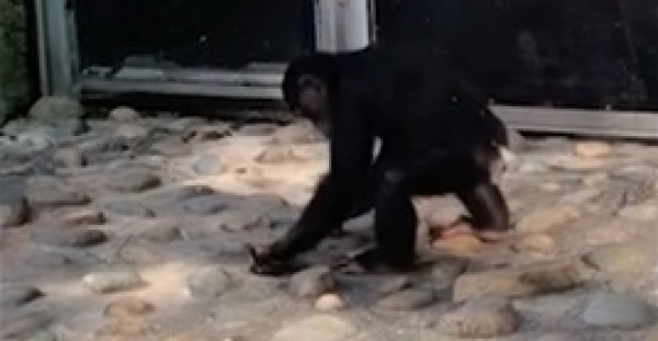 شمبانزي يضرب بطة بيديه حتى الموت أمام زوار حديقة حيوان