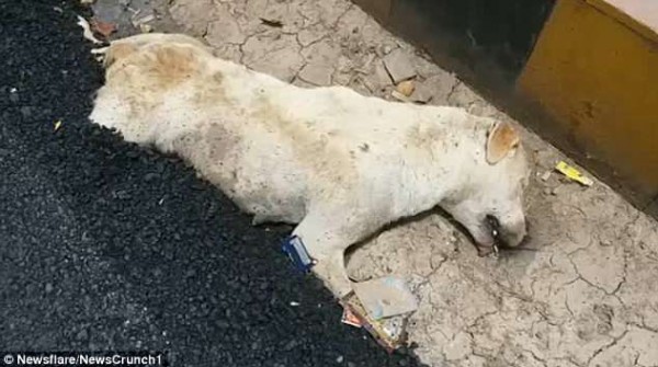 مشاهد مروعة لعمال يدفنون كلبا حياً أثناء رصف الطريق