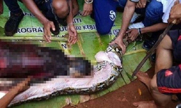 "ابتلعتها من رأسها".. فيديو صادم للحظة استخراج امرأة أندونيسية من بطن الحية