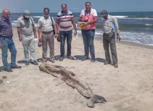 حيوان غريب على شواطئ مصر يثير الرعب بسبب ضخامته