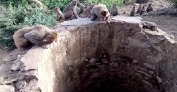 فيديو مُبهر لمجموعة من القرود تنقذ نمرا من الغرق في بئر
