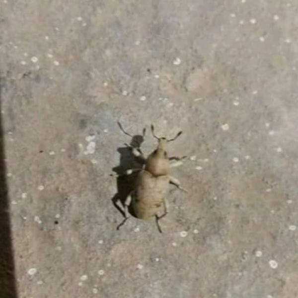 حشرة غريبة تحرق البشرة في مدينة عراقية