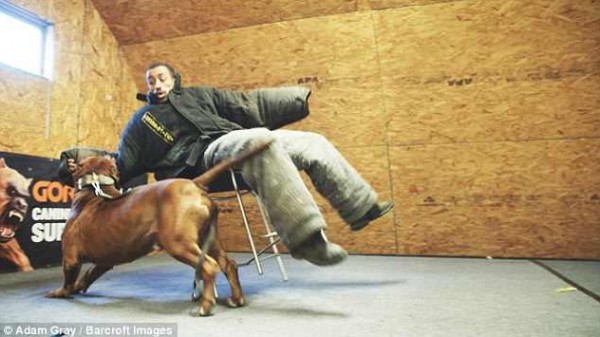 متطوع يتعرض لهجوم من أشرس وأكبر كلب بيتبول