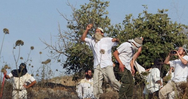 مستوطنون يحرقون 300 شجرة زيتون في قرية تل بنابلس