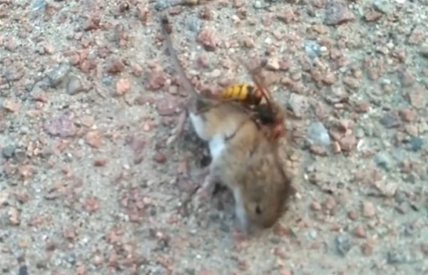 نحلة تسيطر على فأر بطريقة مرعبة