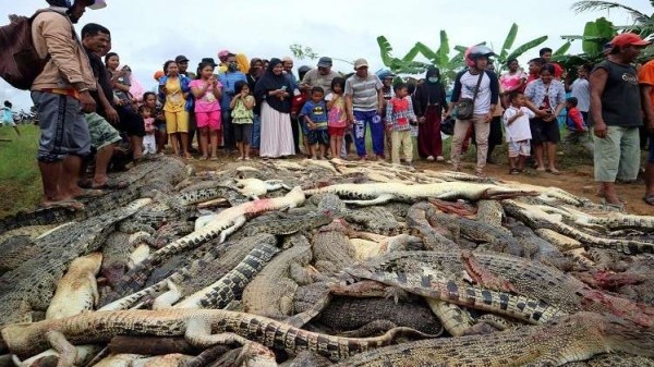 قتلوا 292 تمساحا انتقاما لصديقهم