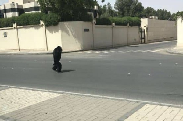 مشهد صدم السعوديين.. غوريلا تتجول على قدميها مثل البشر في شارع عام