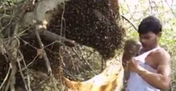 مشهد مذهل لجامع عسل يحتجز آلاف النحل أسفل ملابسه