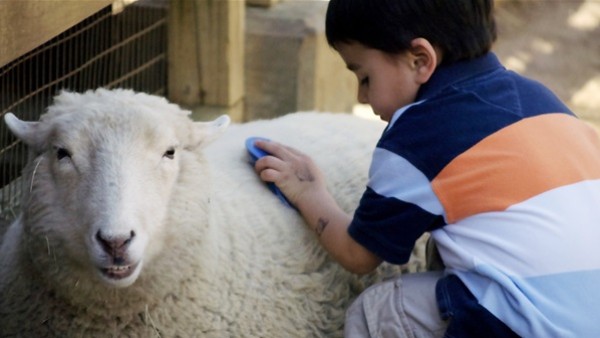 كارثة تهدد الأطفال عند ملامسة خروف العيد