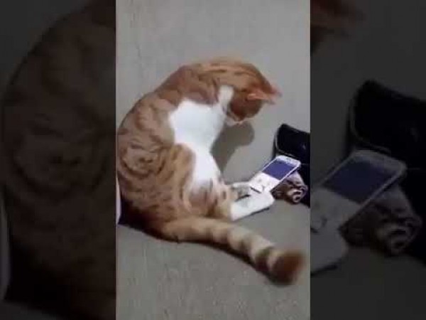 قط يذيب القلوب بردة فعله عند رؤيته لصاحبه المتوفي على شاشة الهاتف
