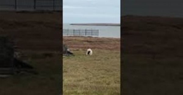 مشهد غريب لمصارعة بين كلب ودب قطبي