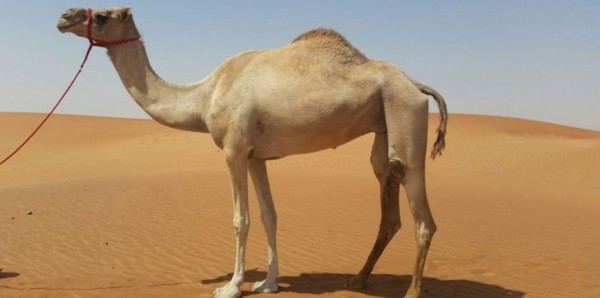 حاول فض اشتباك بينه وبين جمل آخر.. مصرع سعودي بضربات قاتلة من جمله