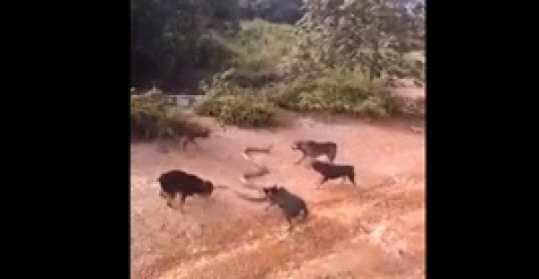 مجموعة كلاب تحاصر كوبرا وتتلاعب بها